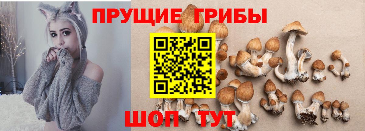 Галлюциногенные грибы мицелий Осинники